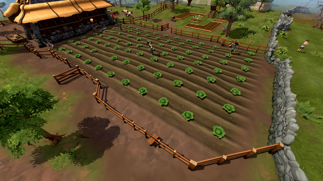 Falador cabbage patch